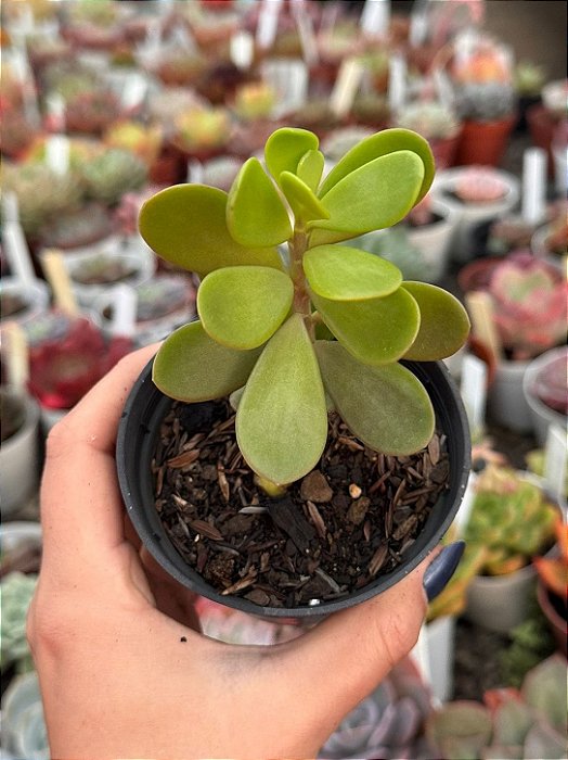 Senecio jacobsenii
