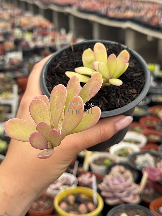 Senecio jacobsenii