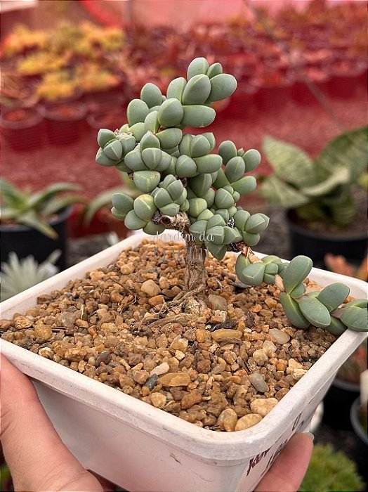 Delosperma lehmannii (bonsai)