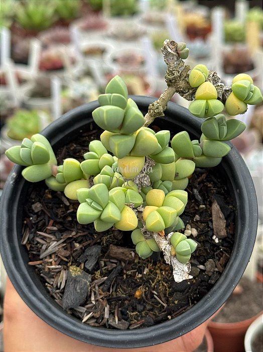Delosperma lehmannii (coração partido)