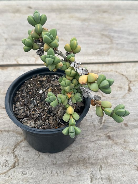 Delosperma lehmannii (coração partido)