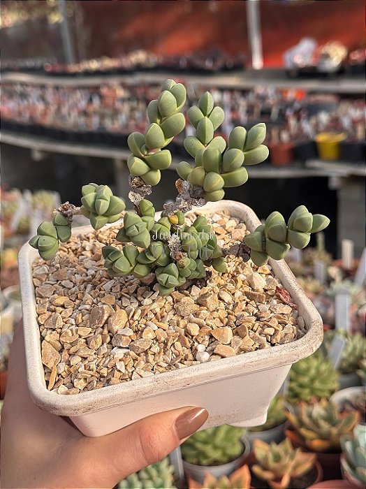 Delosperma lehmannii (bonsai)