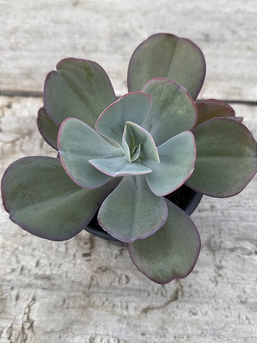 Echeveria angel wings reversa G