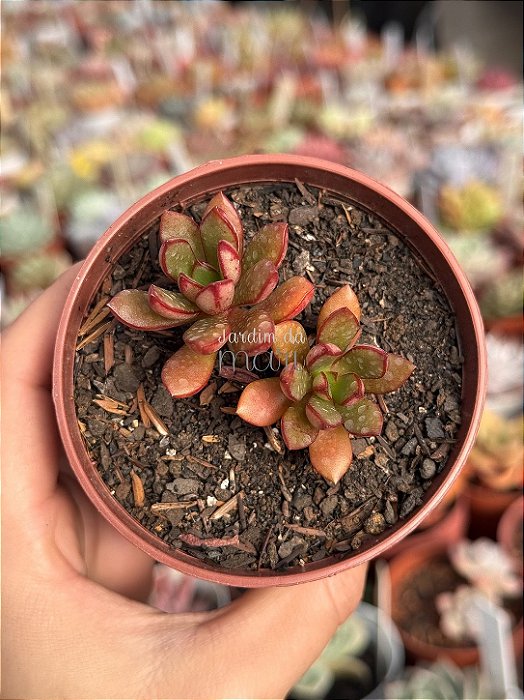 Echeveria toggle
