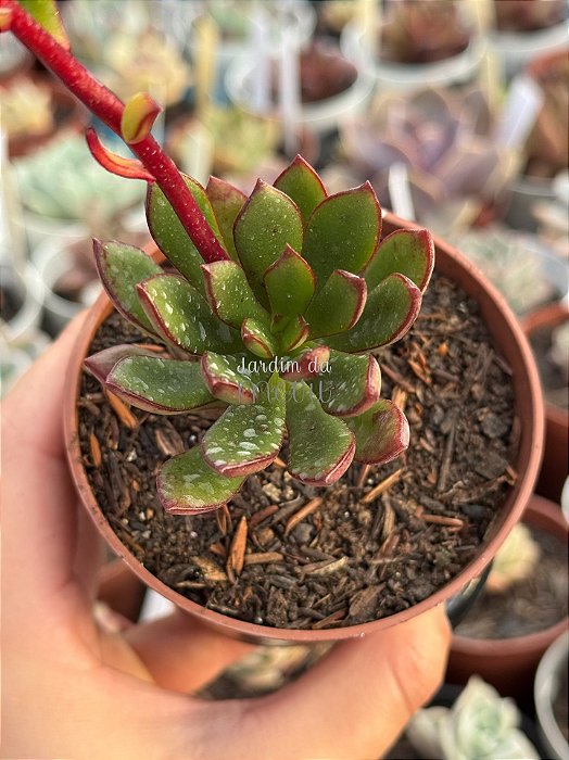 Echeveria toggle