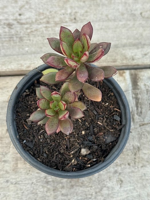 Echeveria toggle