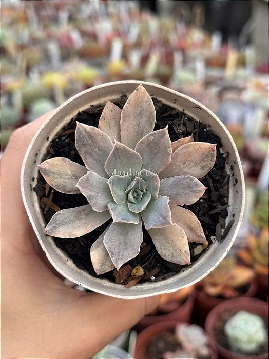 Echeveria rippling watters variegata