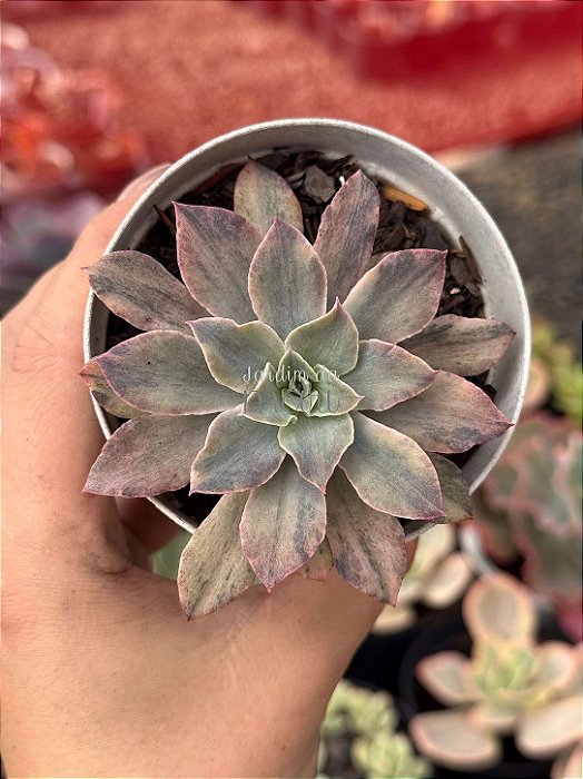 Echeveria rippling watters variegata