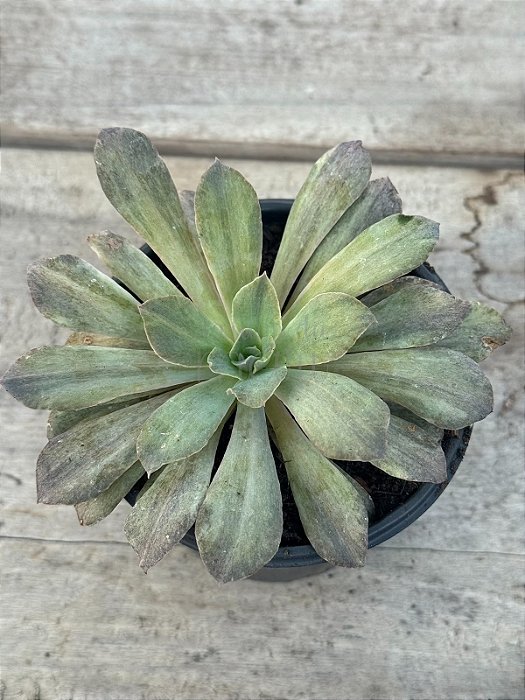 Echeveria rippling watters