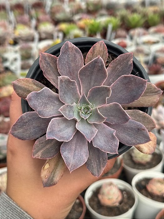 Echeveria rippling watters