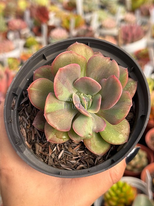 Echeveria goiabinha