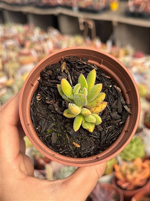 Crassula ausensis