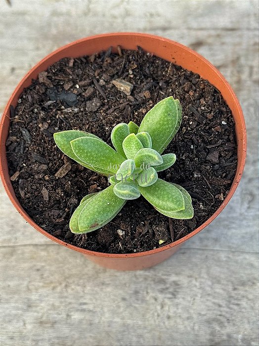 Crassula ausensis