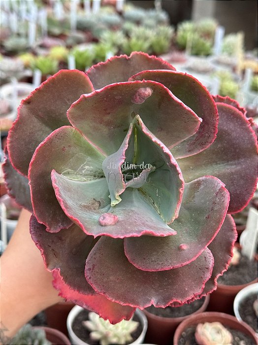 Echeveria meridian G