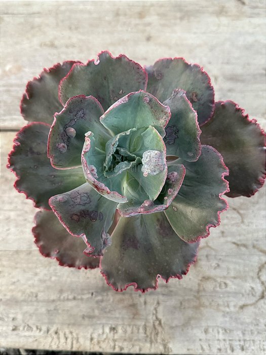Echeveria meridian G