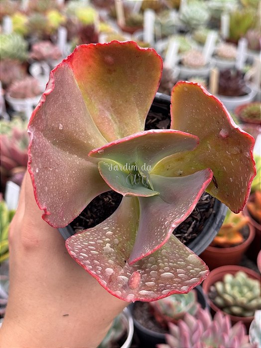 Echeveria meridian