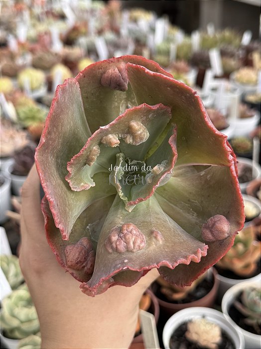 Echeveria meridian