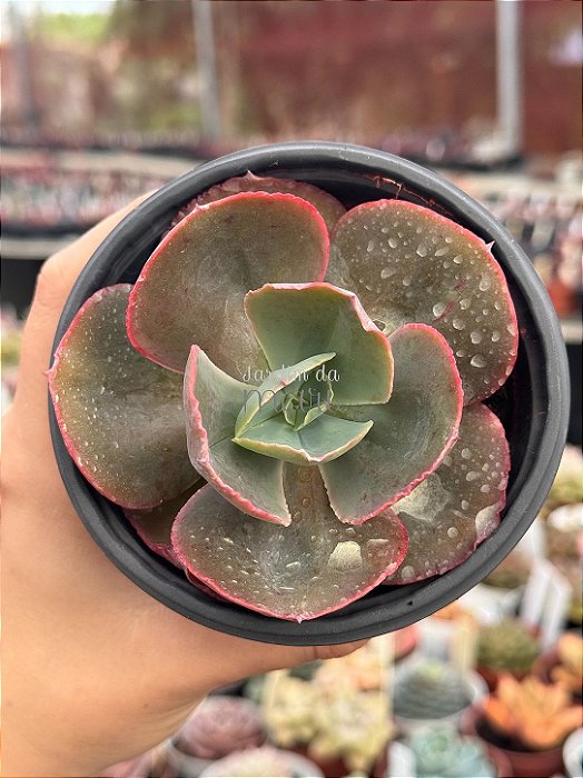 Echeveria meridian