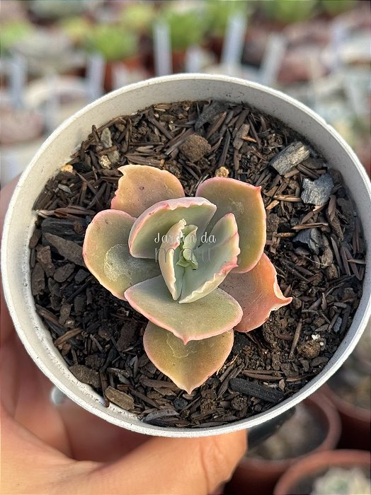 Echeveria Sweet snow variegata