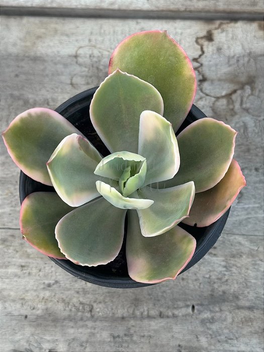 Echeveria Sweet snow variegata G