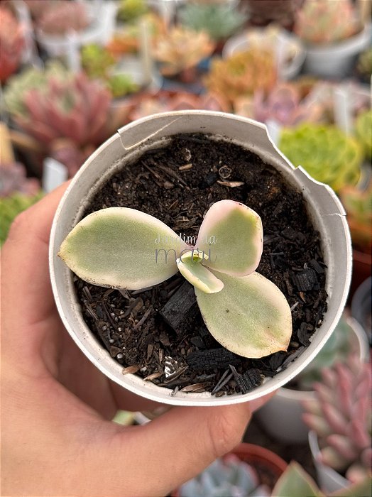 Echeveria Sweet snow variegata