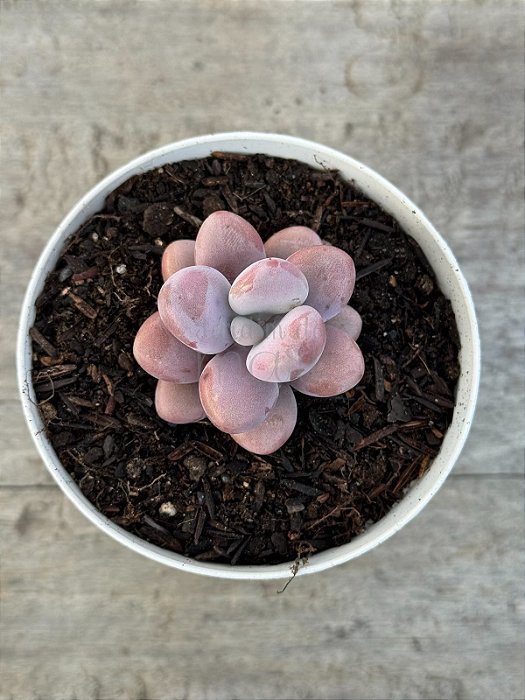 Graptopetalum amethystinum P