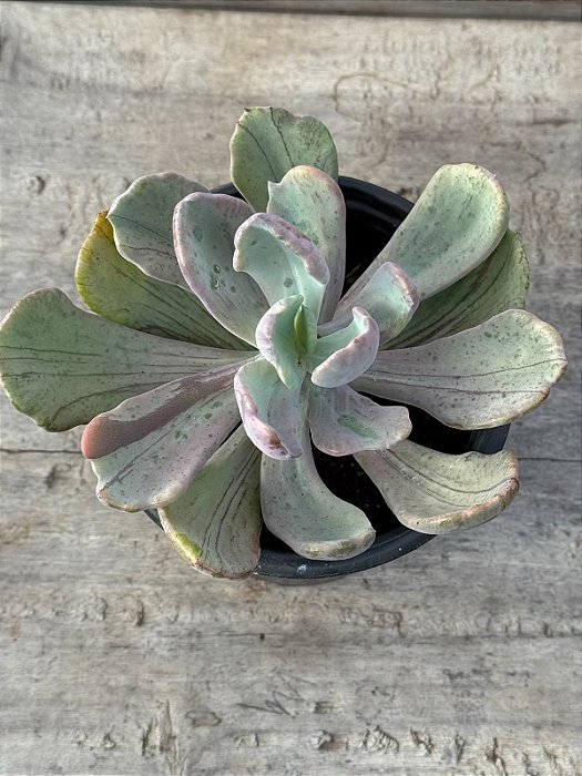 Pachyveria jocelyn joys