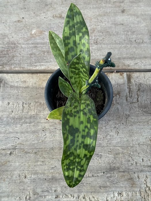 Orquidea Paphiopedilum Maudiae (Callosum Albo x Lawrenceanum) - Sapatinho