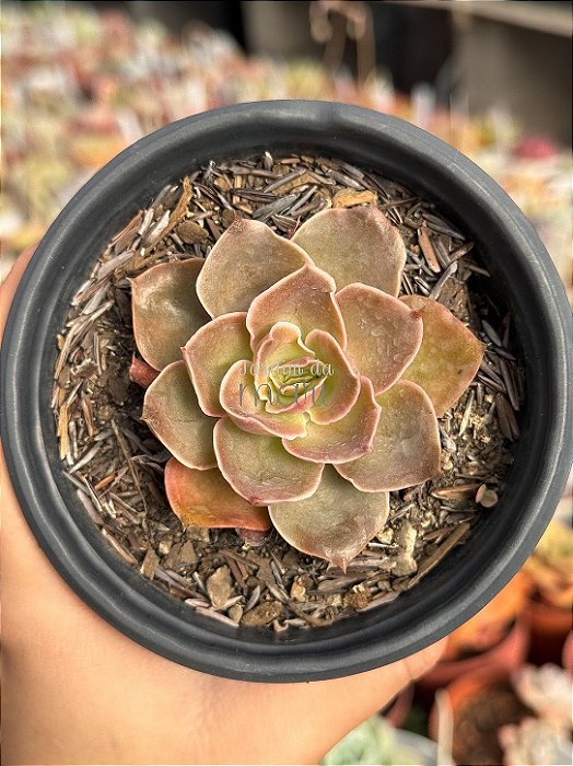 Echeveria rubra