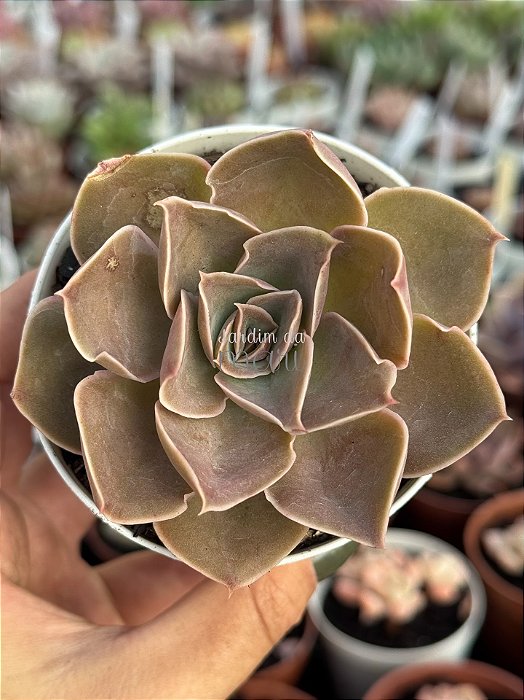 Echeveria rubra