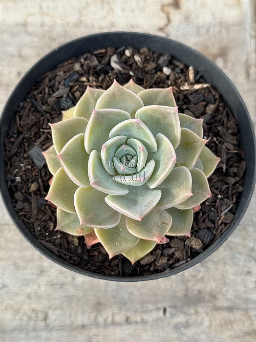 Graptoveria margareth reppin