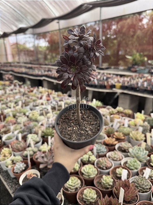Aeonium arboreum atropurpureum (arvorezinha colônia)