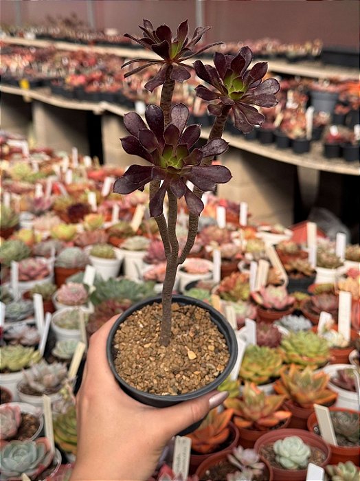 Aeonium arboreum atropurpureum (arvorezinha colônia)