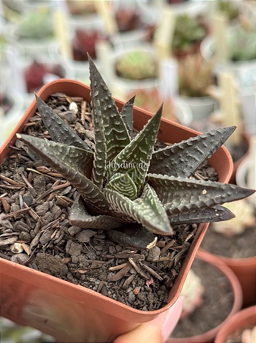 Haworthia limifolia 'Fairy Washboard'