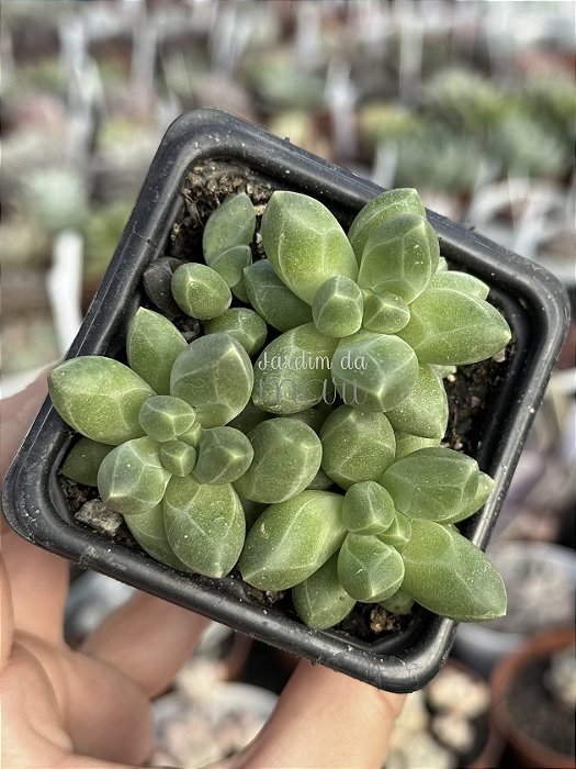 Pachyphytum compactum (diamante) colônia