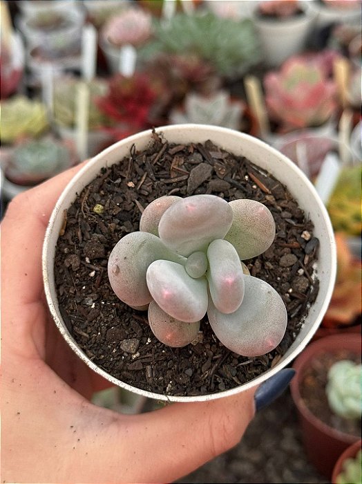 Pachyphytum blue haze (sem raiz)