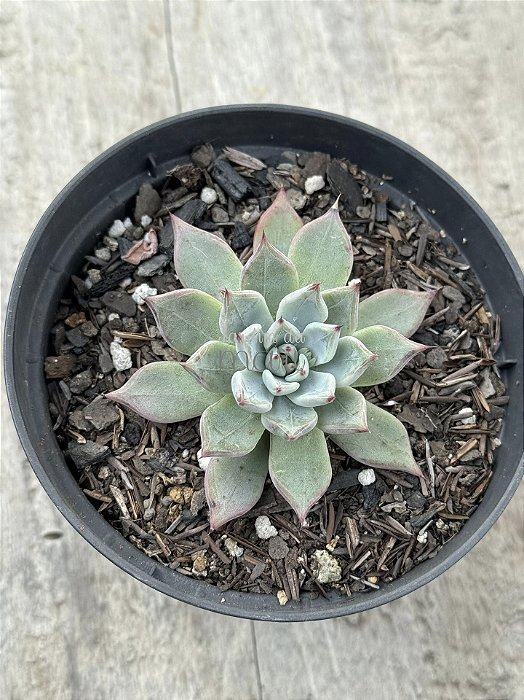 Echeveria olivine