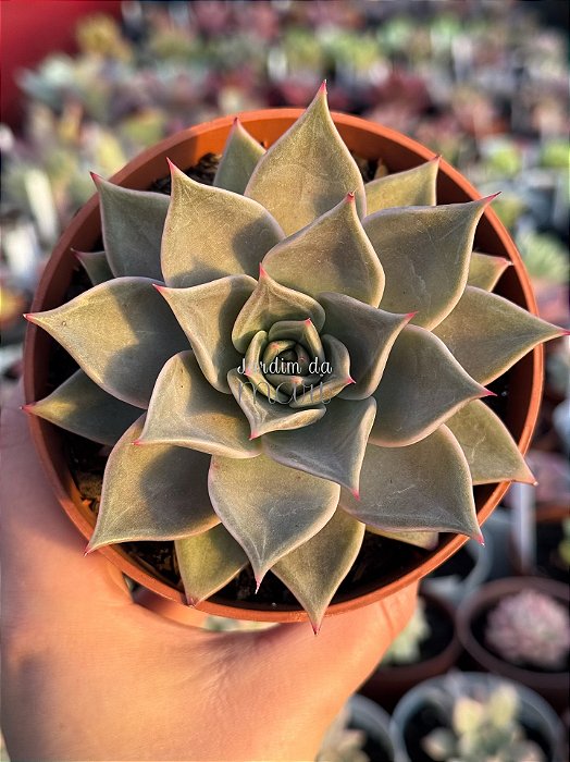 Echeveria serengeti