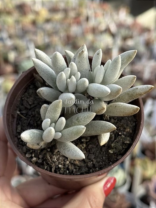 Senecio haworthii