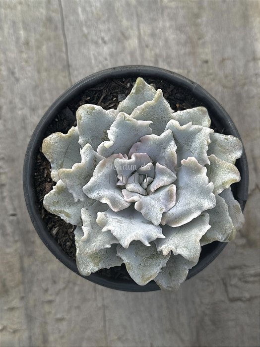 Echeveria crispate beauty