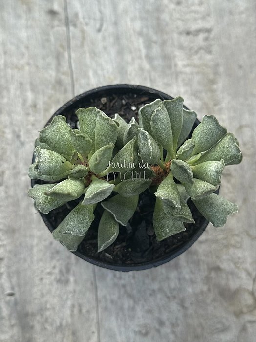 Adromischus poellnitzianus