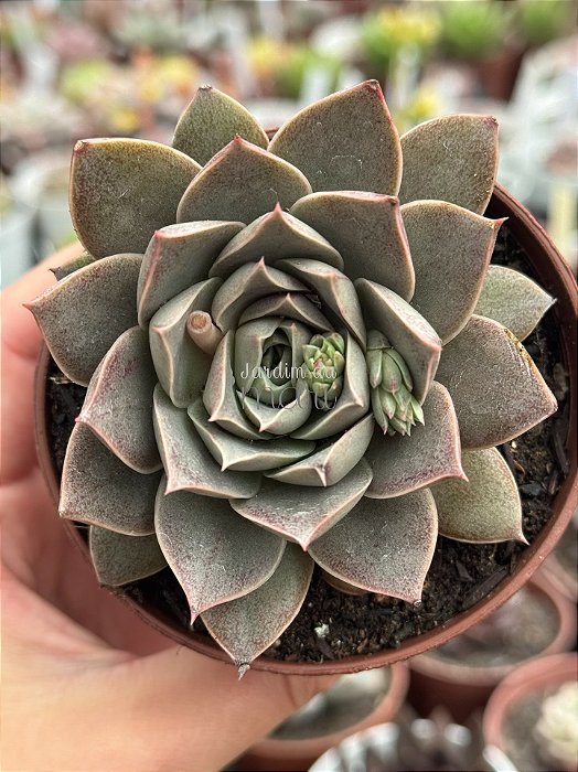 Echeveria punita