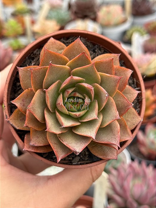 Echeveria punita