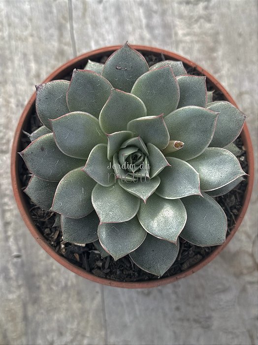 Echeveria punita