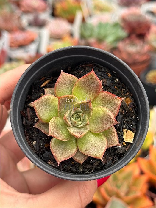 Echeveria punita