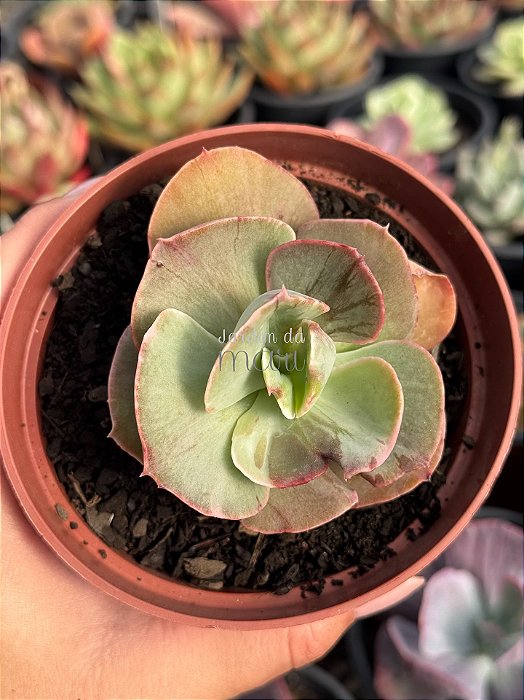 Echeveria ice age variegata G