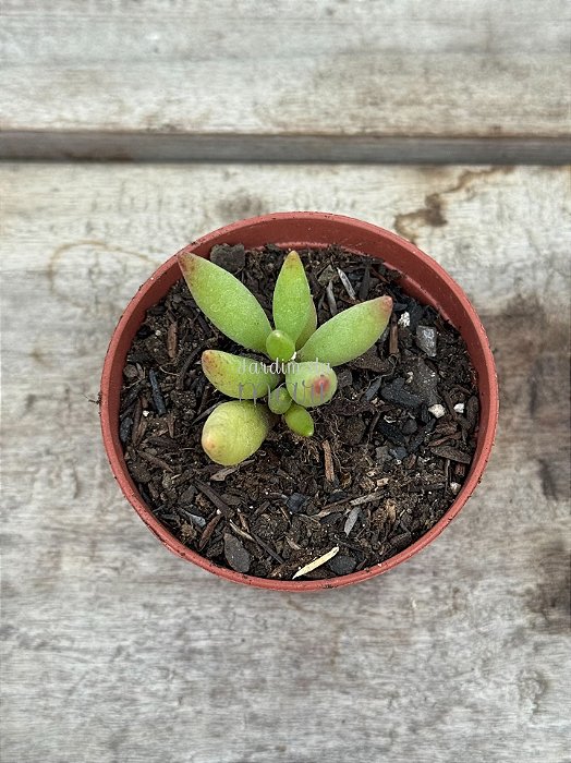Adromischus filicaulis green
