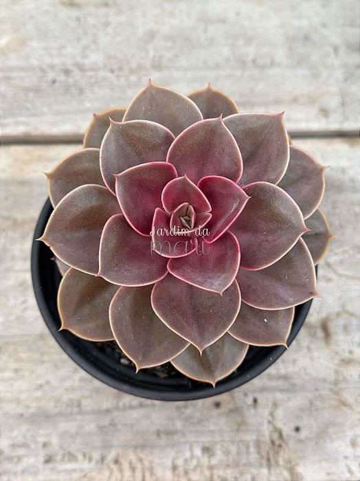 Echeveria perle pink