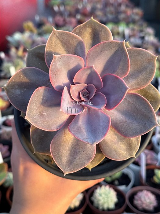 Echeveria perle pink