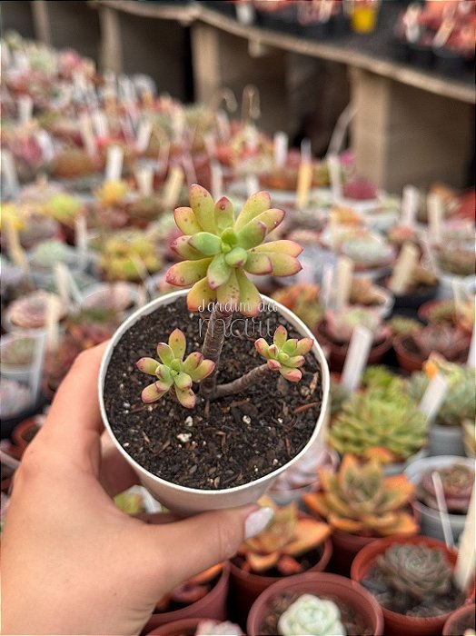 Echeveria macdougalli